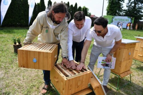 owady, pszczoły, Syngenta, nasiona od Syngenty, bezpłatne nasiona od Syngenty, pszczoły, miód