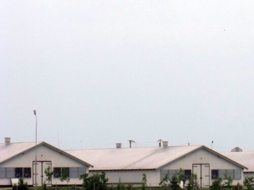 ptasia grypa, grypa ptaków, mazwosze