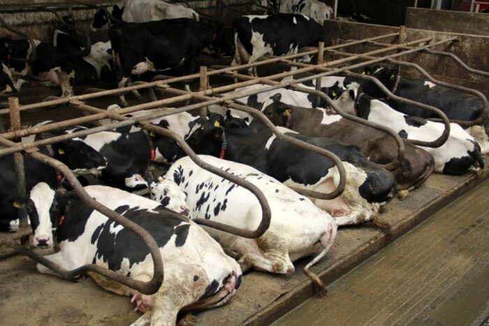 bydło mleczne, odpoczynek, legowiska, wzrost produkcji mleka, buforowanie treści żwacza,