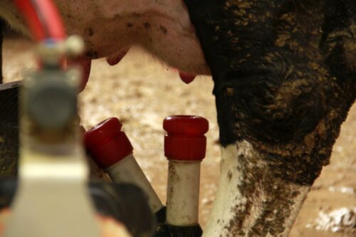 mastitis, zapalenie wymienia, gronkowiec złocisty, Staphylococcus aureus, krowy mleczne,