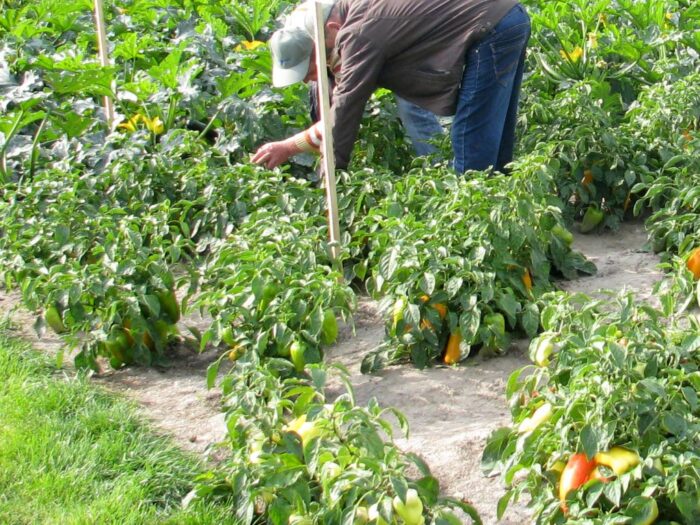 minimalna pensja, minimalna stawka godzinowa, praca w gospodarstwie, pracownicy sezonowi