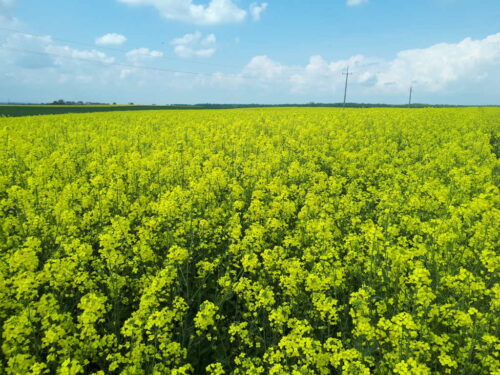 rzepak, kwitnienie, Sahryń, pole, niebo