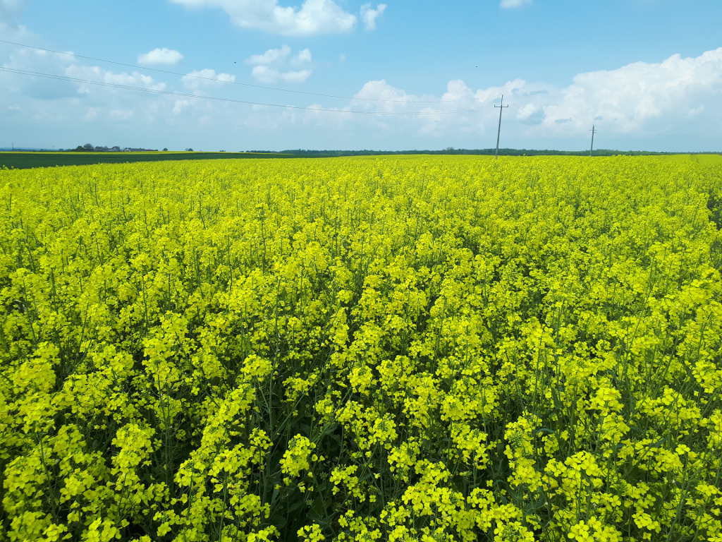 rzepak, kwitnienie, Sahryń, pole, niebo
