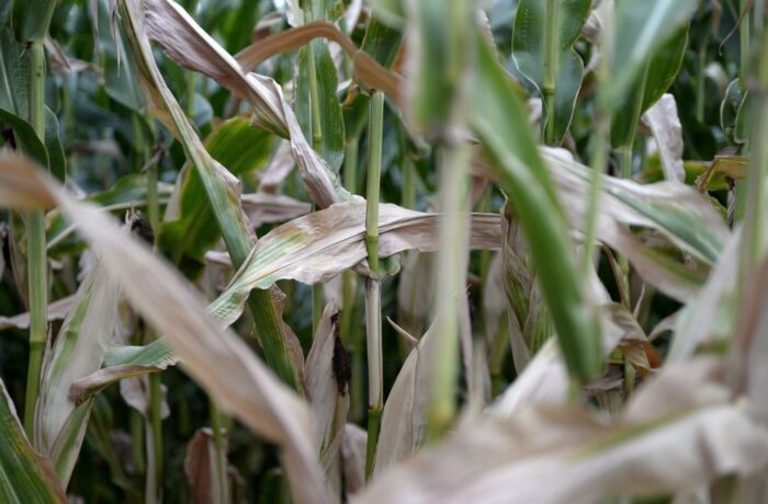 susza, straty w uprawie, susza rolnicza, pogoda, rolnictwo