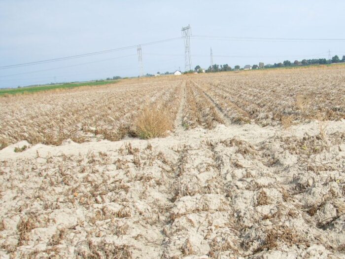 susza rolnicza, zawartość próchnicy w glebie, jarosław sachajko, Dominik Poszywała, zzrr solidarni
