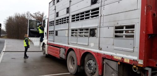 Najwyższa Izba Kontroli, NIK, ubój gospodarczy, przewóz i transport żywych zwierząt