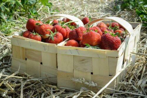 truskawki, ceny truskawek, jan krzysztof ardanowski, ceny żwyności, skup owoców