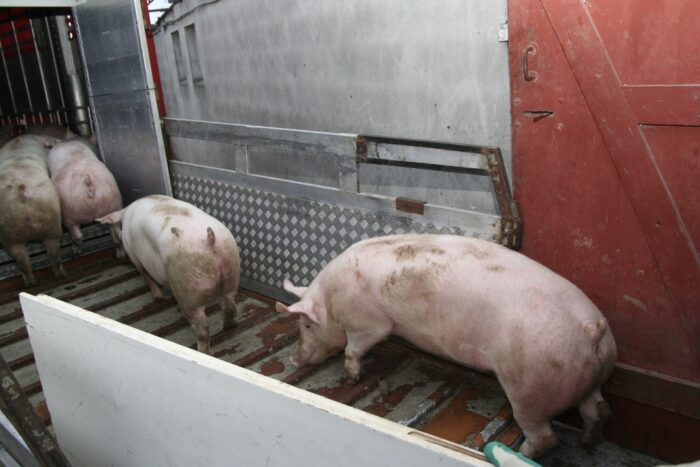 tuczniki, wieprzowina, produkcja świń, ceny skupu tuczników