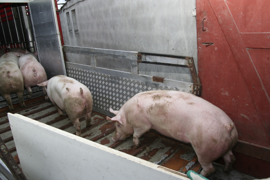 tuczniki, wieprzowina, produkcja świń, ceny skupu tuczników