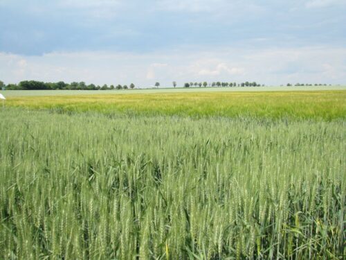 zasiewy zbóż podstawowych, mieszanki zbożowe, zboża podstawowe, pszenica, żyto , jęczmień