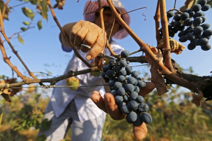 wino gruzińskie, jakość wina, eksport wina, gruzja-rosja, Rospotriebnadzor