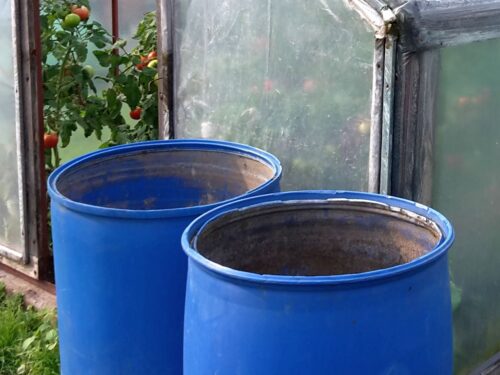 susza, Kalifornia, Stany Zjednoczone