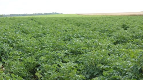 zaraza ziemniaka, alternarioza, choroby grzybowe ziemniaka, ochrona fungicydowa ziemniaka, odporność na fungicydy