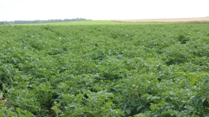 zaraza ziemniaka, alternarioza, choroby grzybowe ziemniaka, ochrona fungicydowa ziemniaka, odporność na fungicydy