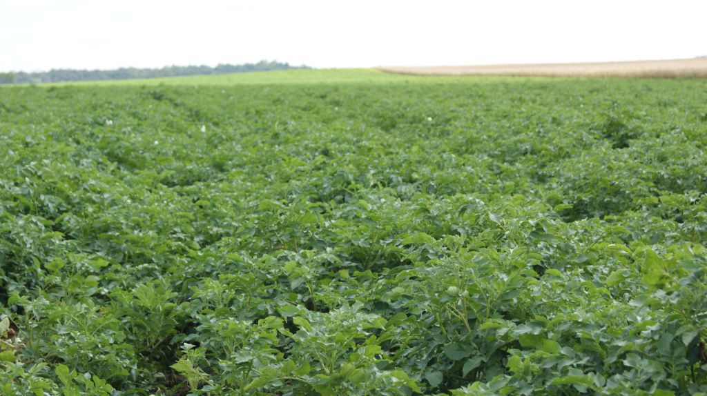 zaraza ziemniaka, alternarioza, choroby grzybowe ziemniaka, ochrona fungicydowa ziemniaka, odporność na fungicydy