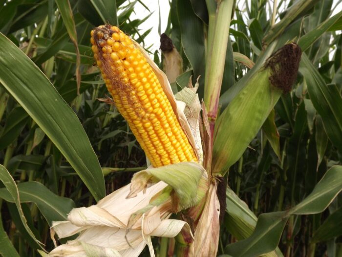 kukurydza, Garzyn, Krajowy Dzień Kukurydzy