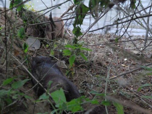 bóbr, bobry we wnykach, san, kpp w jarosławiu, prawo łowieckie