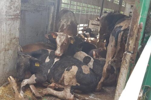 brazylia, ekport mięsa, wołowina, drób