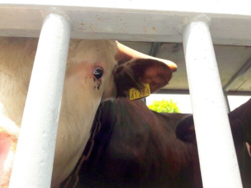 hodowla bydła, kupno bydła, oszustwo, gmina Wielbark, gmina Dźwierzuty, powiat szczycieński