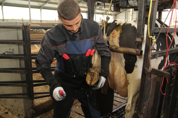 CGen korekcja", aplikacja, bydło mleczne, korekcja racic