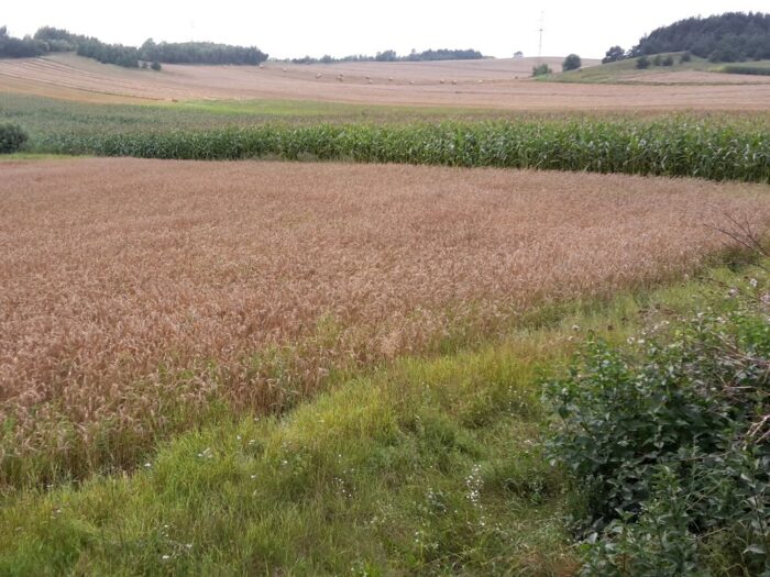 ziemia państwowa, kowr, krir, sprzedaż działek, dzierżawa działek