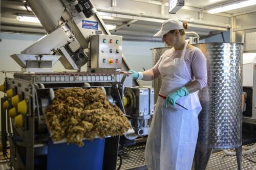 owoce, zbiory owoców, jabłka, Eberhard Makosz, Towarzystwo Rozwoju Sadów Karłowatych