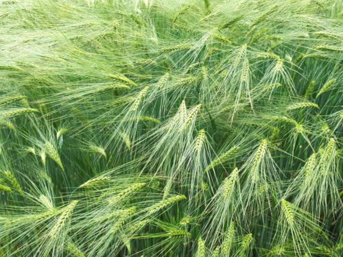 żywność, ceny żywności, owoce, warzywa, artykuły mięsne, artykuły mleczne