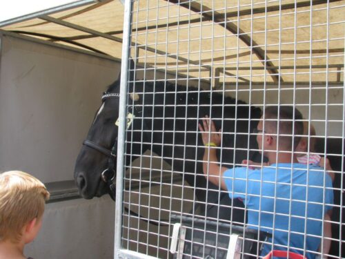 aukcja pride of poland, hodowla konia arabskiego, jan krzysztof ardanowski, stadniny koni, konie krwi arabskiej, cba