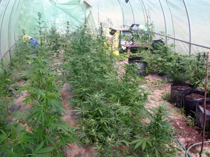 konopie, uprawa konopi, nowa huta, prabuty, kwidzyn, tunel brezentowy