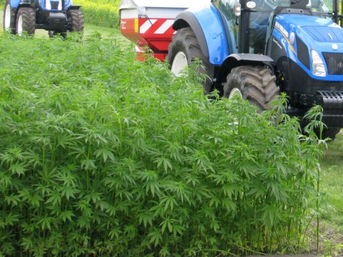 konopie medyczne, uprawa konopi, konopie włókniste, jarosław sachajko