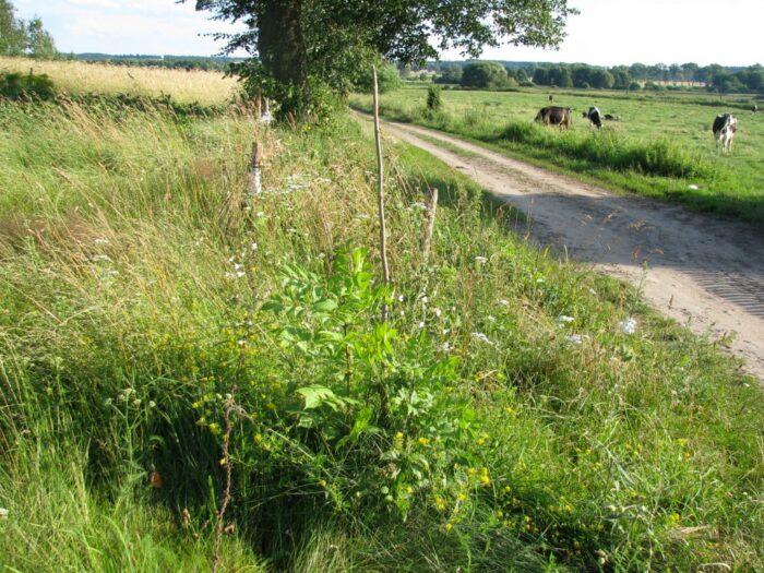 dolnośląska izba rolnicza, kowr, nieużytki rolne, koszenie traw