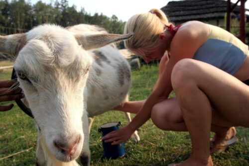 kozie mleko, koza, Oligosacharydy, mieszanki dla niemowląt, Harsharn gill