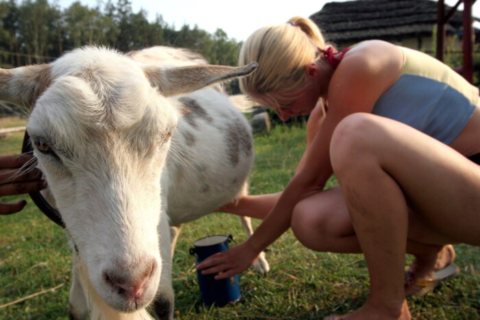 kozie mleko, koza, Oligosacharydy, mieszanki dla niemowląt, Harsharn gill