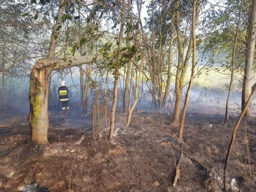 las, ściółka, pożary lasów, susza