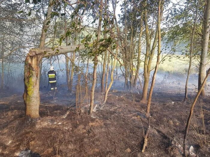 las, ściółka, pożary lasów, susza