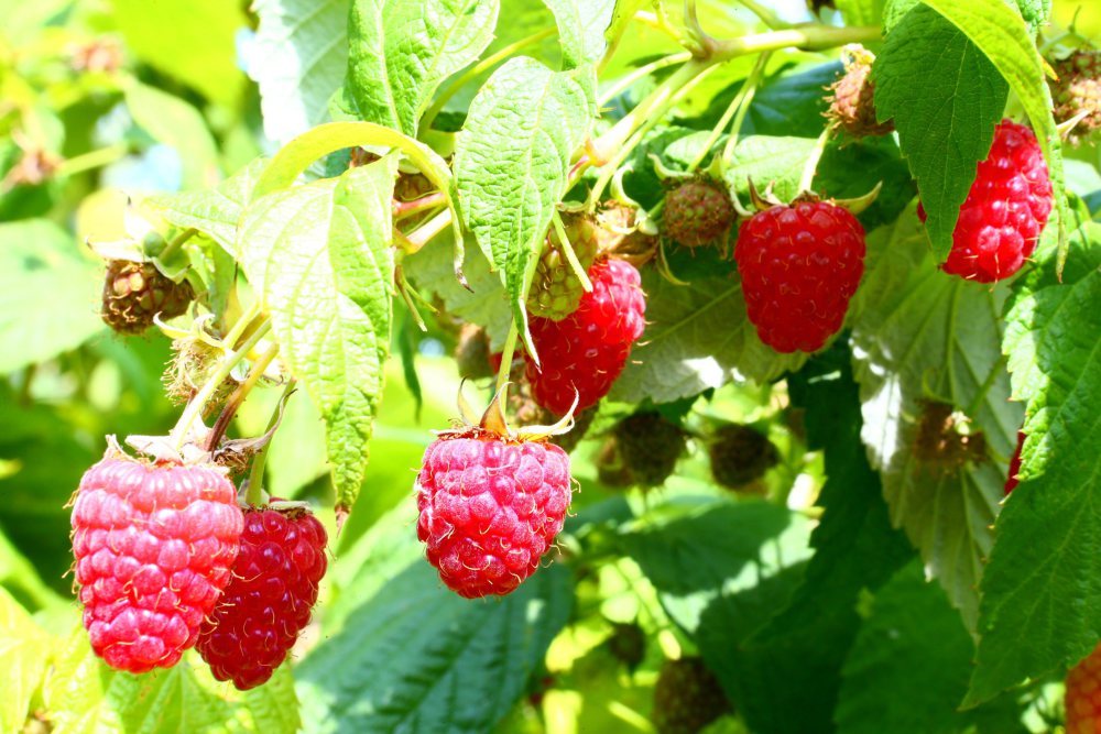 produkcja malin, uprawa malin, eksport malin, maliny, kowr