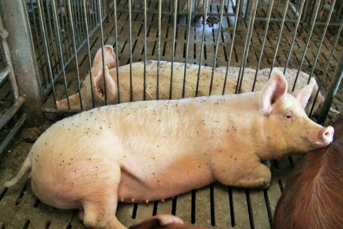 muchy, bydło, trzoda chlewna, zwalczanie much