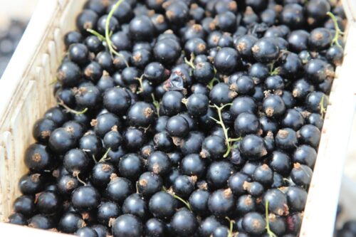 ustawa o przewadze kontraktowej, ceny referencyjne skupu, skup owoców, skup warzyw