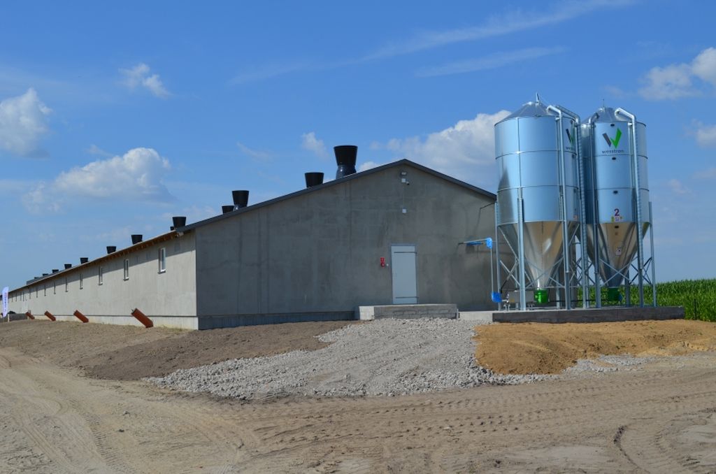 Gobarto 500, tuczarnia, Cedrob, trzoda chlewna