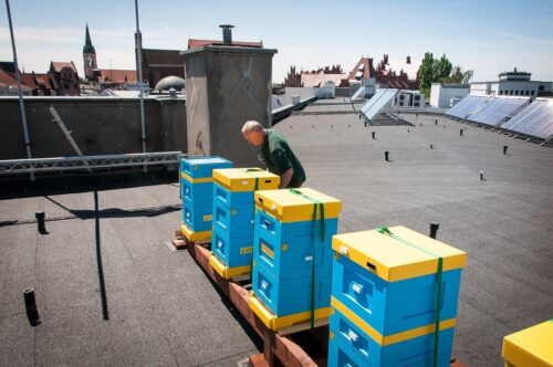 pasieka, ule, pszczoły