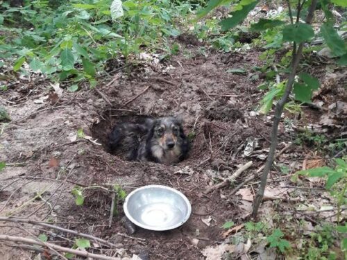 zakopany pies, psy, Huta Komorowska, powiat kolbuszowski, znęcanie się nad zwierzętami