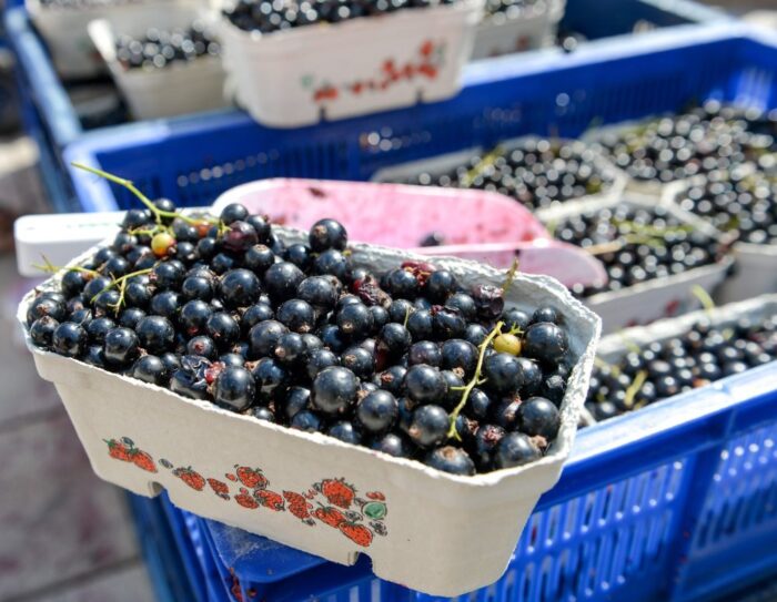 porzeczka czarna, zbiór porzeczek, produkcja porzeczek, kowr, maliny