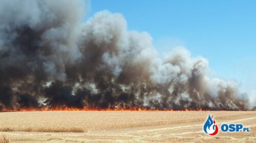 pozary zbóż