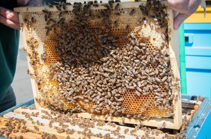 Ule na balkonie, miejska hodowla pszczół, włochy, mediolan