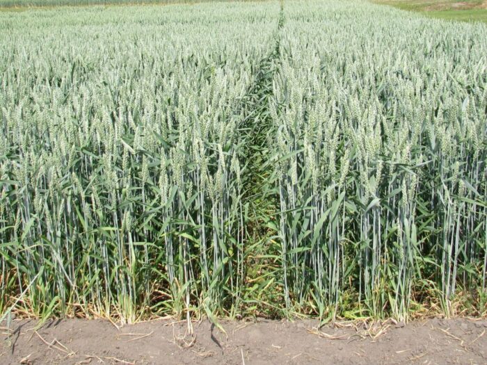 cena skupu pszenicy, pszenica, skup pszenicy, gus, produkty rolne