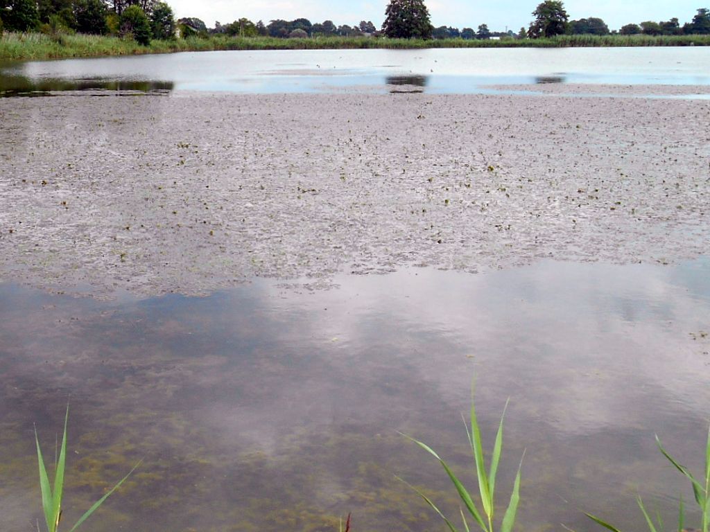 staw rybny, retencja, wody polskie, susza, wojciech skowyrski