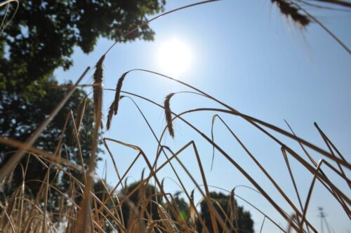 susza rolnicza, straty w uprawach z powodu suszy, szacowanie strat, klimatyczny bilans wodny, niedobór wody, krir, IUNG