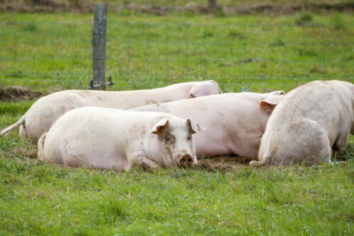 asf w bułgarii, walka z asf, afrykański pomór świn, Nikołaewo, ruse