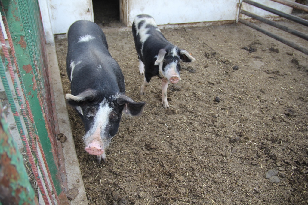 Instytut Ekonomiki Rolnictwa i Gospodarki Żywnościowej, poglowie świń w polsce, trzoda chlewna