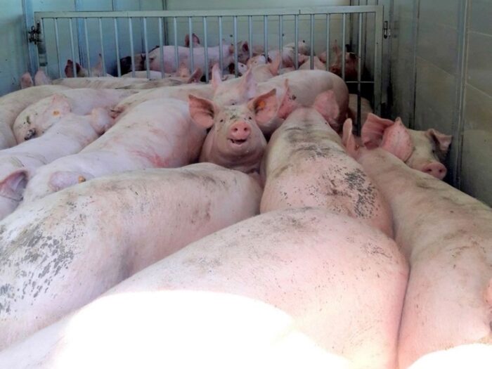 tucz nakładczy, tuczarnia, trzoda chlewna, tuczniki, Grzegorz Hudzik